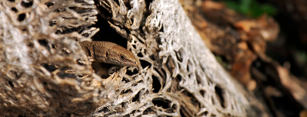 Fitzinger's algyroides, Pygmy keeled lizard // Tyrrhenische Kieleidechse, Zwerg-Kieleidechse (Algyroides fitzingeri) - Sardinia, Italy