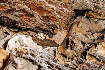 Fitzinger's algyroides, Pygmy keeled lizard // Tyrrhenische Kieleidechse, Zwerg-Kieleidechse (Algyroides fitzingeri) - Sardinia, Italy