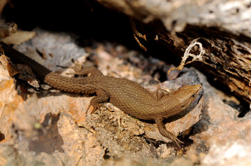 Tyrrhenische Kieleidechse, Zwerg-Kieleidechse // Fitzinger's algyroides, Pygmy keeled lizard (Algyroides fitzingeri) - Sardinien, Italien