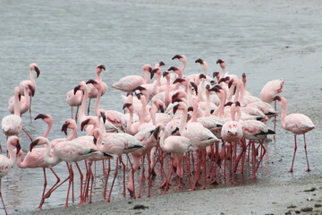 Flamants Roses