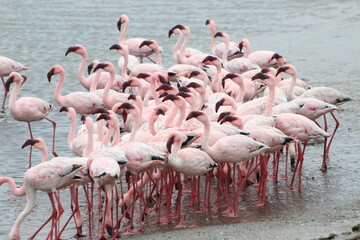 Flamants Roses