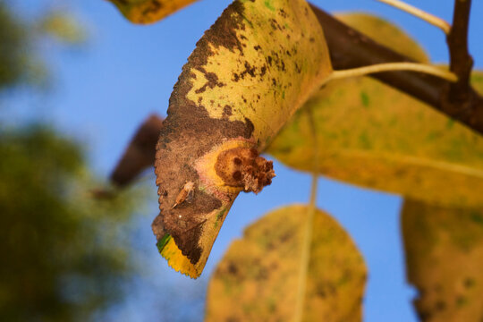 Pear leaf gall caused by Gymnosporangium sabinae. Rust fungus on underside of pear leaf (Pyrus sp.) Showing fruiting body and orange discoloration of leaf