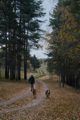 Australian and German Shepherd with female owner in park walking along path among trees. Young Caucasian woman walks with two purebred dogs in mixed autumn forest.