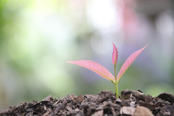 Closeup of Java apple sprout growing