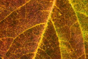Macro close-up of leaves texture. Autumn texture for background. Autumn atmosphere. Autumn leaves fallen from the tree. Close up leave