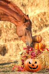 Horse with helloween pumpkins