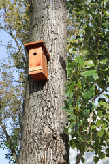 Bird feeder on the tree in the woods
