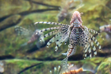 Red lionfish - one of the dangerous coral reef fish. Beautiful dangerous animals.