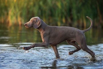 picture of a Weimaraner dog running in a lake