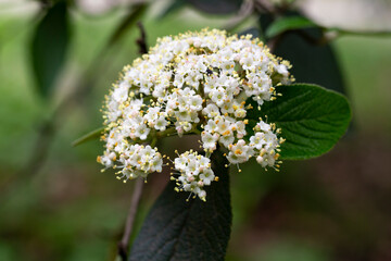 flowers of Viburnum rhytidophyllum, leatherleaf viburnum, An inflorescence of small beautiful white flowers on a branch. selective focus. Spring flower background