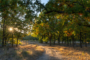 Fototapeta premium dirt road leading through oak forest in fall foliage colors with a sunburst through the trees