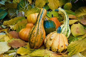 Small colorful pumpkins for decoration among fallen leaves in the garden in autumn.
