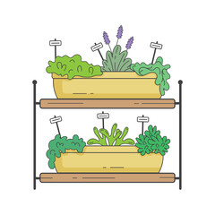Fototapeta premium kitchen herb garden on a wooden shelf