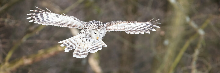 Ural owl, strix uralensis, flying in forest in wintertime with space for text. White nocturnal bird...