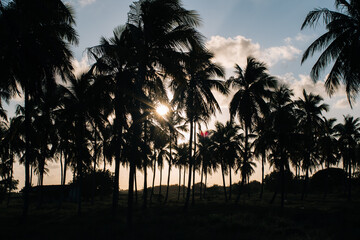 Porto de Galinhas Brazilian beach sunset