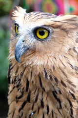 portrait of an owl