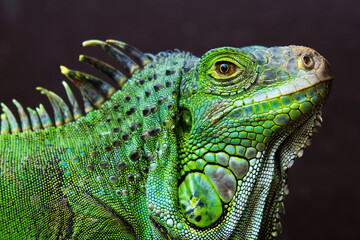 green iguana