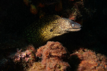 Common moray (Muraena helena) in Mediterranean Sea
