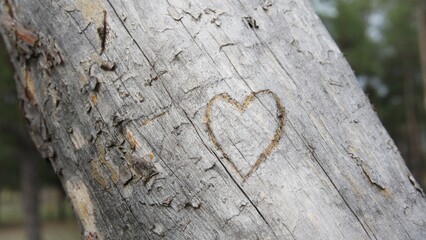 Naklejka premium Scribbled heart on the bark of a tree