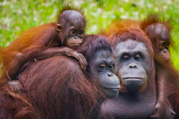 mother and baby orangutan  © Rudy