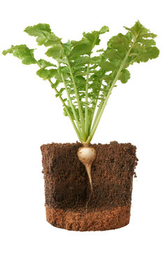 cross section of white round radish plant with layers of soil, edible green leaves, fast growing small, round shaped vegetables isolated on white background