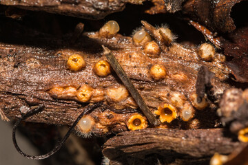Artillery Fungus - Sphaerobolus stellatus