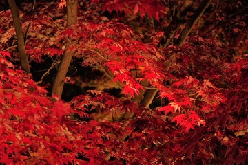 夜の紅葉