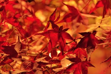 紅葉のライトアップ