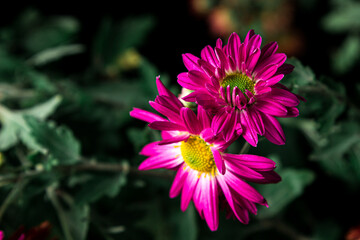 Lilac flowers on a black background. Beautiful and delicate flowers