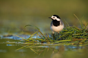 White wagtail, motacilla alba, looking on grass next to wetland in summer. Black and white bird observing on riverside. Feathered animal watching on marsh.