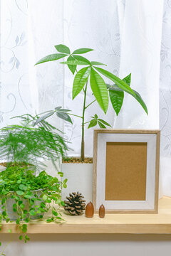 窓際で育てる観葉植物と写真立て
