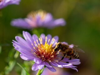 Bee on purple chamomile. Bee on chamomile.