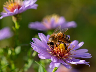 Fototapeta premium Bee on purple chamomile. Bee on chamomile.