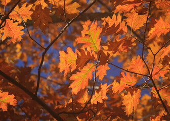 Sun lit leaves of an red oak in autumn.