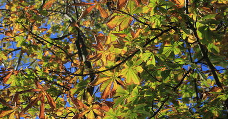 Detail of an horse chestnut tree in autumn.