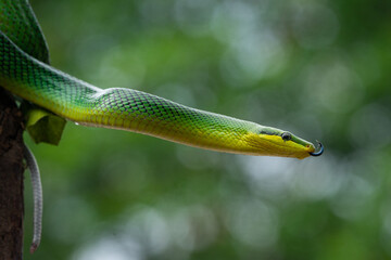 Obraz premium Gonyosoma oxycephalum or arboreal green red-tailed ratsnake sticking out its blue tongue from a tree with bokeh background
