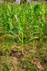 Corn field close up. Selective focus. Green Maize Corn Field Plantation in Summer Agricultural Season.