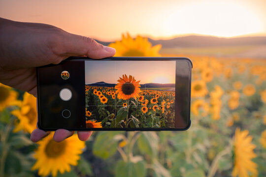 Anonymous person taking photo of sunflower field during sunset - Powered by Adobe
