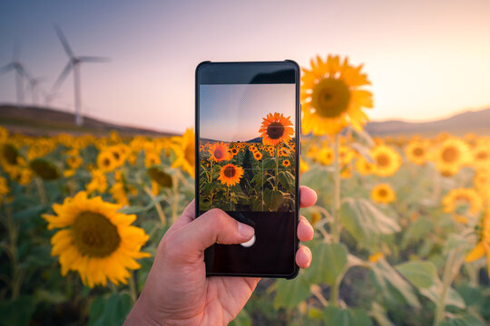 Anonymous person taking photo of sunflower field during sunset
