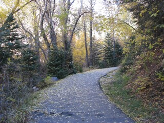 Obraz premium road in the woods