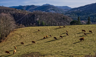 vaches catalanes 