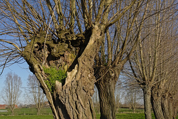Hollow pollarded willow trunk in a row of trees along a meadow in the Flemish countryside. Ghent, Belgium  - obrazy, fototapety, plakaty