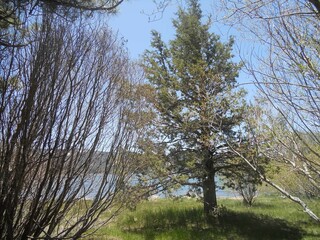 Fototapeta premium trees and sky