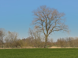 Obraz premium Lush green meadow with bare trees in the flemish countryside in Oude Kale Valley nature reserve on a sunny winter day with blue sky, Flanders, Belgium 