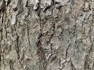 Background bark texture, stripes of cracked and dry trees