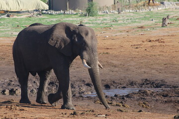 Elephant