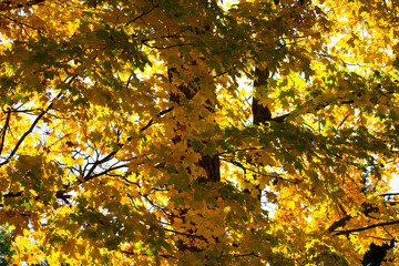Autumn background with orange,  yellow and green maple leaves