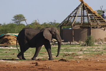 Fototapeta premium Elephant