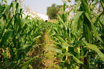 Obraz premium Corn field close up. Selective focus. Green Maize Corn Field Plantation in Summer Agricultural Season.