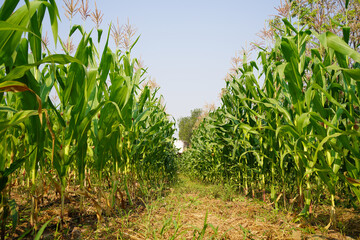 Corn field close up. Selective focus. Green Maize Corn Field Plantation in Summer Agricultural Season.
